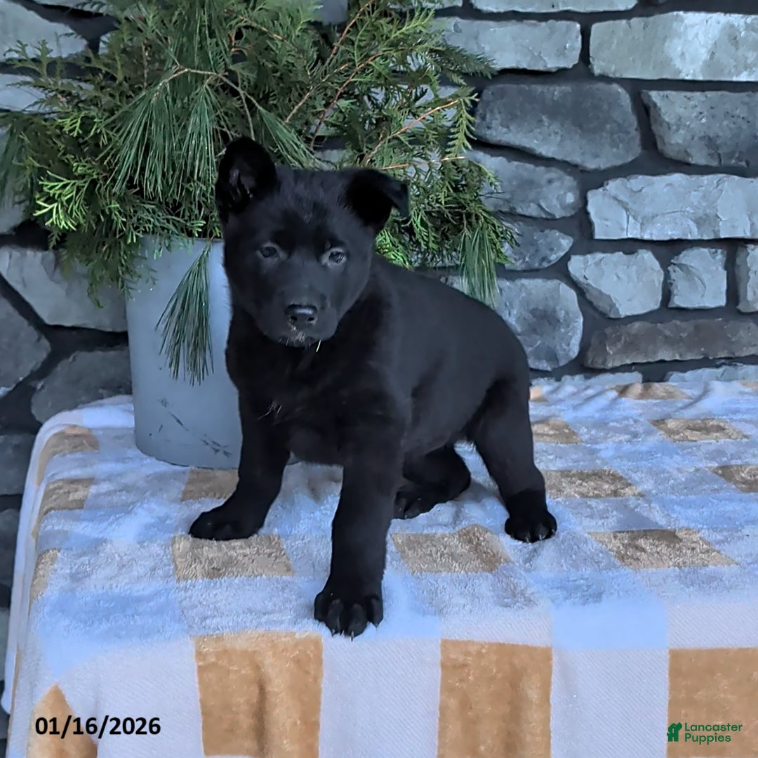 German Shepherd dogs for sale: Blackie - Ad 2