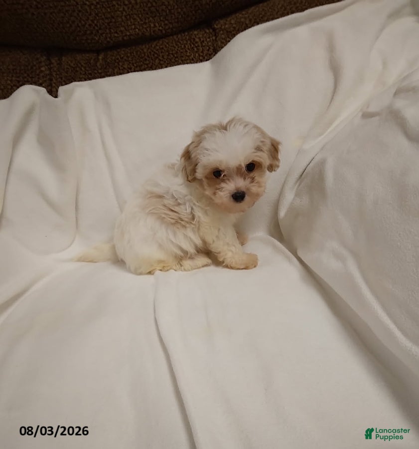 Maltipoo dogs Dolly - Ad 1
