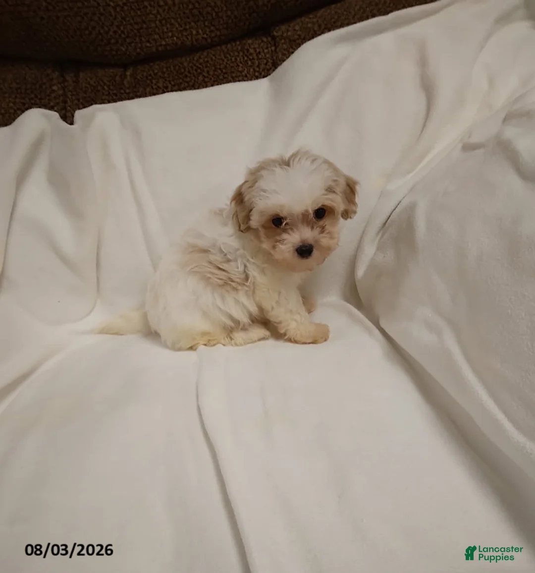Maltipoo dogs for sale: Dolly - Ad 1