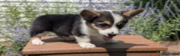 Welsh Corgi Pembroke dogs for sale: Lanie - Ad 4