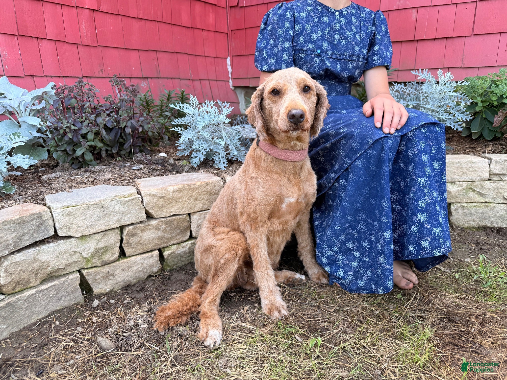 Mini Goldendoodle dogs Chrissy - Ad 2
