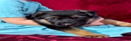 German Shepherd dogs for sale: Reno - Ad 9
