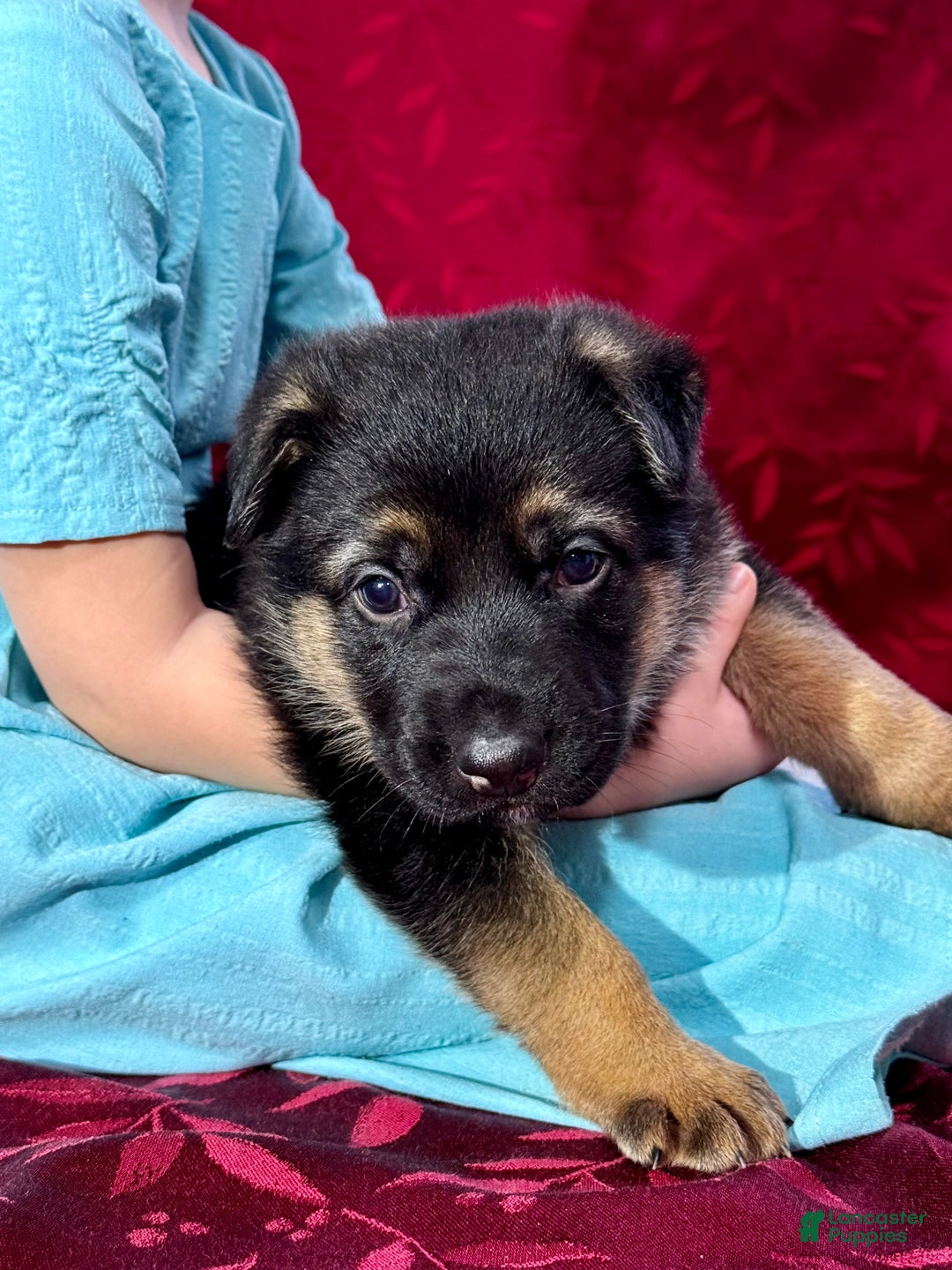 German Shepherd dogs for sale: Reno - Ad 9