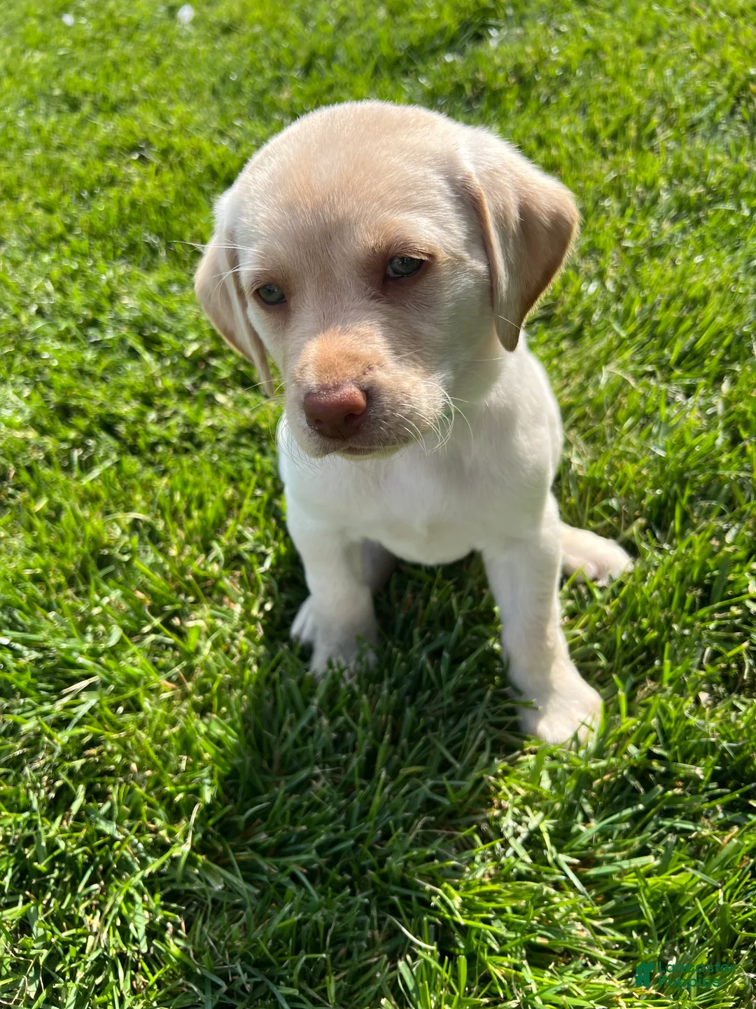 Labrador Retriever dogs for sale: Poppy (Lime Green Collar) - Ad 1