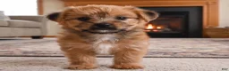Morkie dogs for sale: Ace - Ad 3