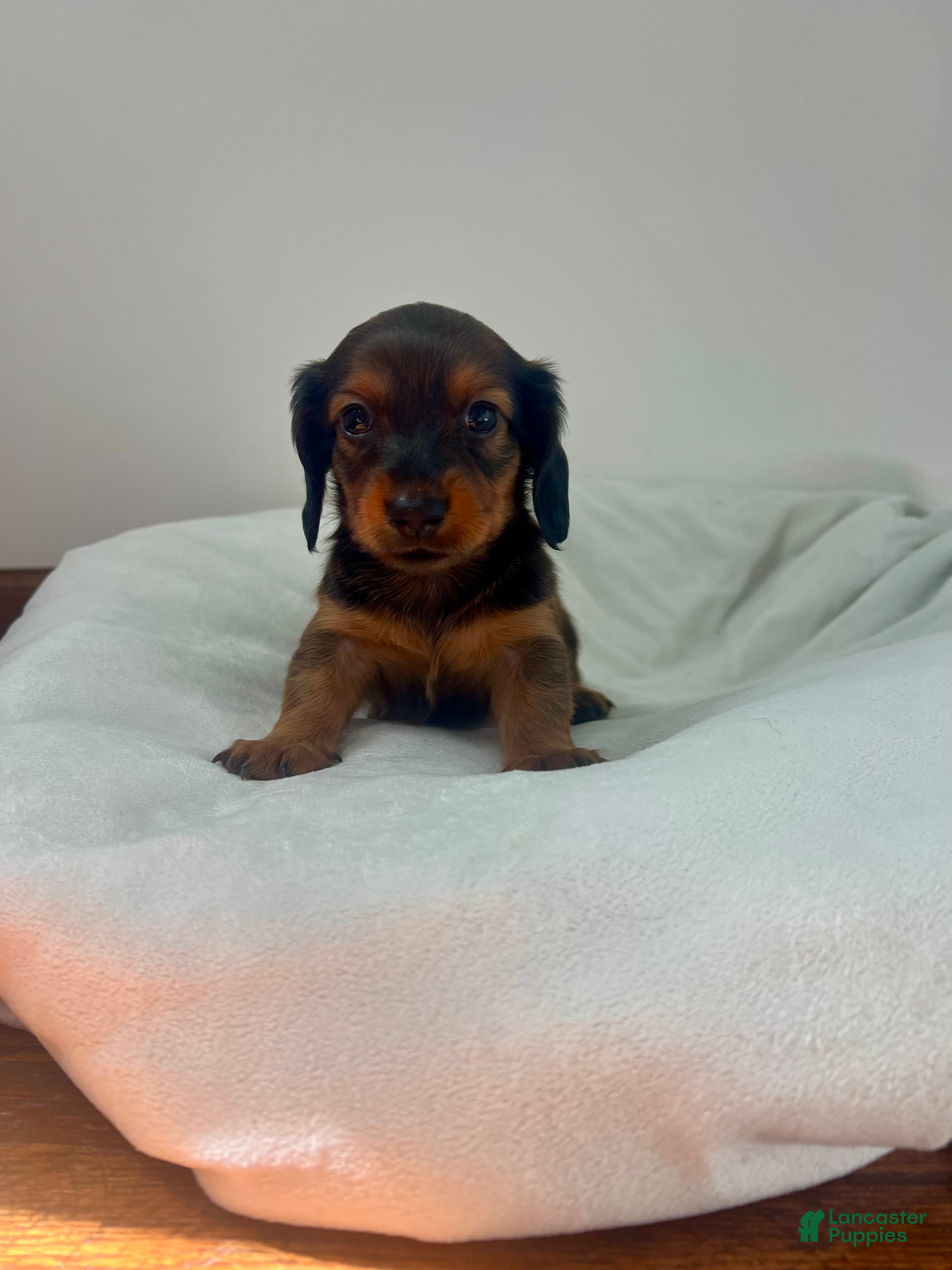 Miniature Dachshund dogs for sale: Ranger - Ad 1