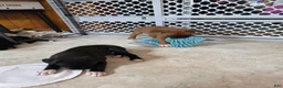 Boxer dogs for sale: Bear - Ad 20
