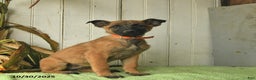 Belgian Malinois dogs for sale: Polly  - Ad 7