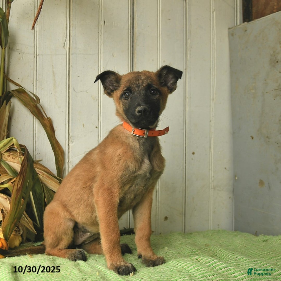 Belgian Malinois dogs for sale: Polly  - Ad 7