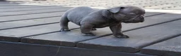 French Bulldog dogs for sale: Bentley - Ad 3