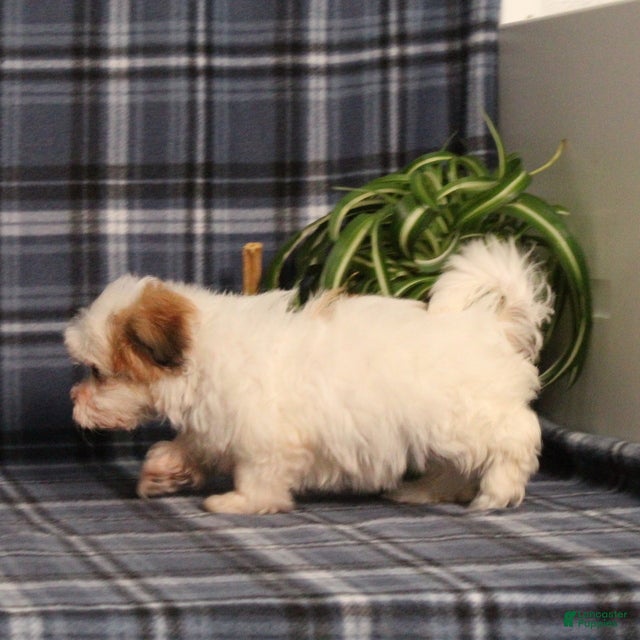 Teddy Bear dogs Flower - Ad 2