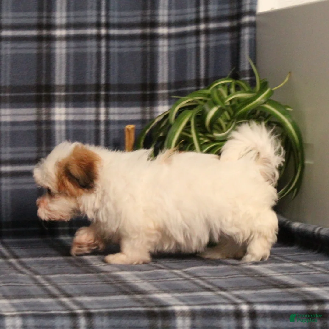 Teddy Bear dogs for sale: Flower - Ad 2