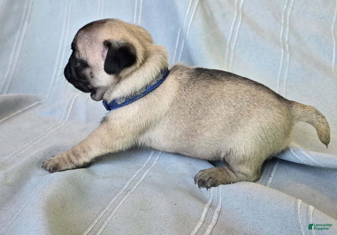 Pug dogs for sale: Harmony - Ad 10