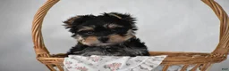 Yorkshire Terrier dogs for sale: Buttons - Ad 6