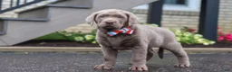Labrador Retriever dogs for sale: Gunner - Ad 4