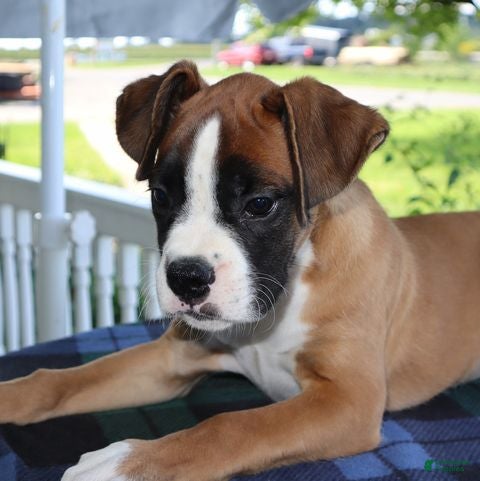 Boxer dogs Goldie- Champ lines - Ad 1