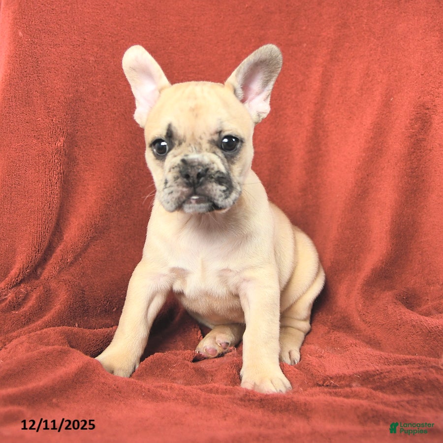 French Bulldog dogs Annie - Ad 16