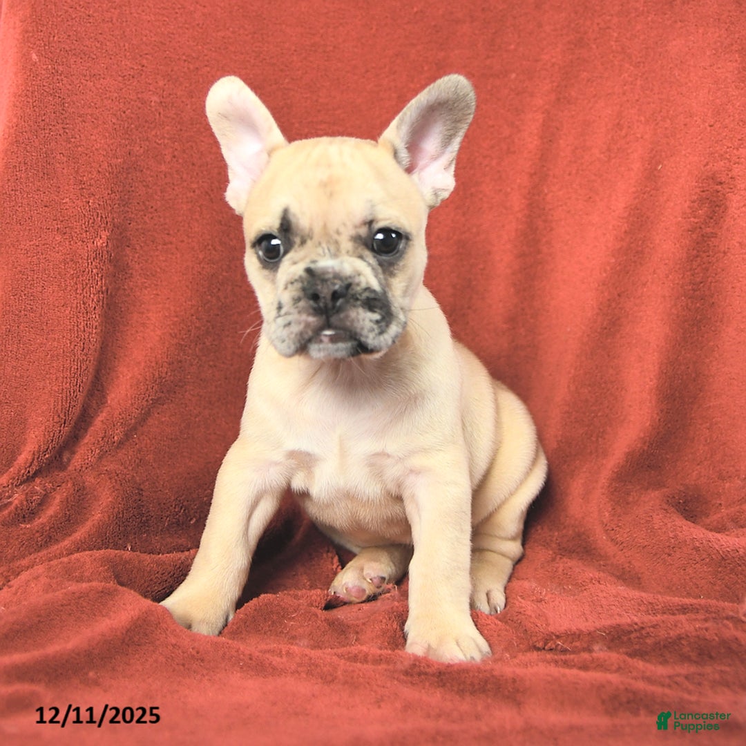 French Bulldog dogs for sale: Annie - Ad 1