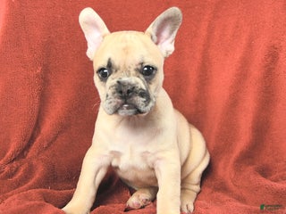 French Bulldog dogs Annie - Ad 36
