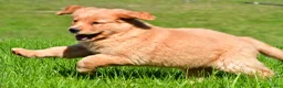 Golden Retriever dogs for sale: Turbo - Ad 8