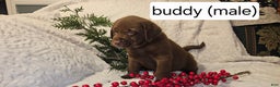 Labrador Retriever dogs for sale: Buddy - Ad 2