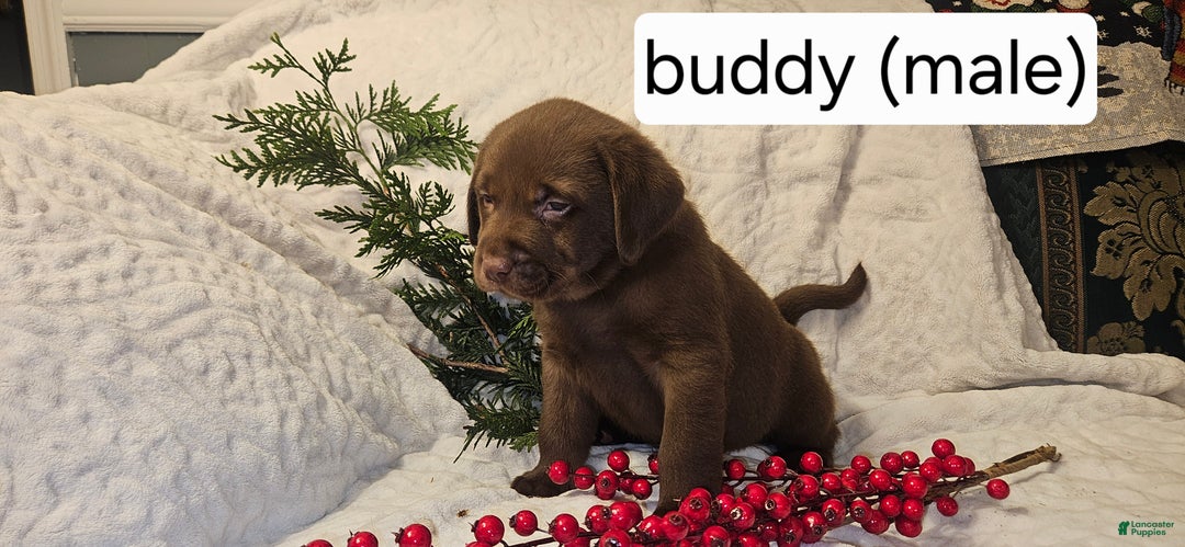 Labrador Retriever dogs for sale: Buddy - Ad 2