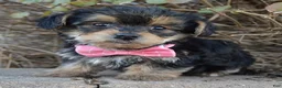 Yorkiepoo dogs for sale: Tiny Stella - Ad 9