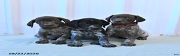 German Shorthaired Pointer dogs for sale: Crystal - Ad 5