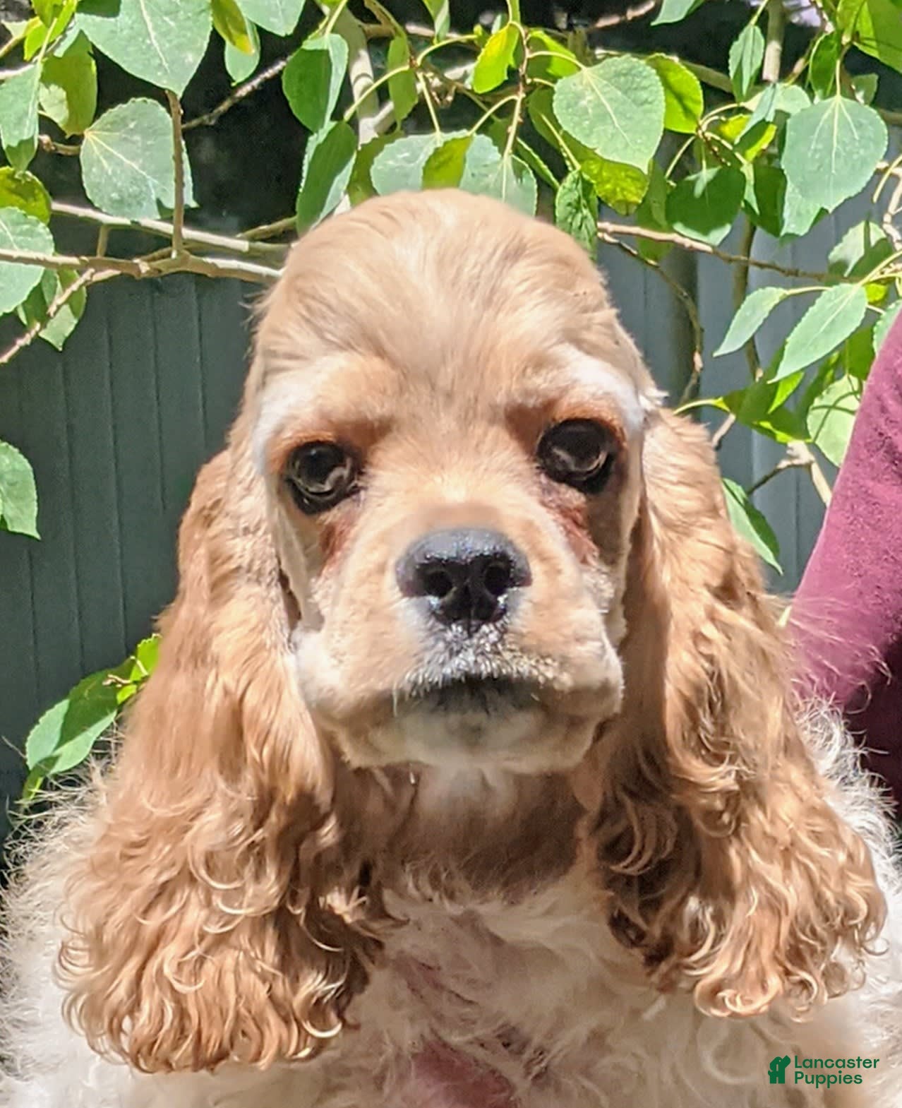 Buff Cocker Spaniel Puppies for sale Lancaster Puppies