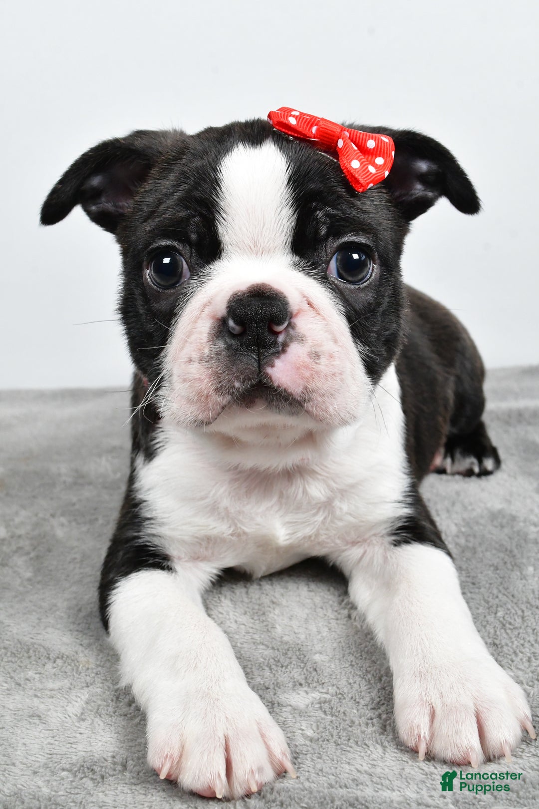 Mixed Breed dogs for sale: Snickers - Ad 6