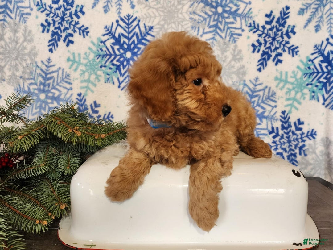 Mini Goldendoodle dogs for sale: Houston - Ad 16