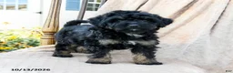 Mini Bernedoodle dogs for sale: Tracker - Ad 1
