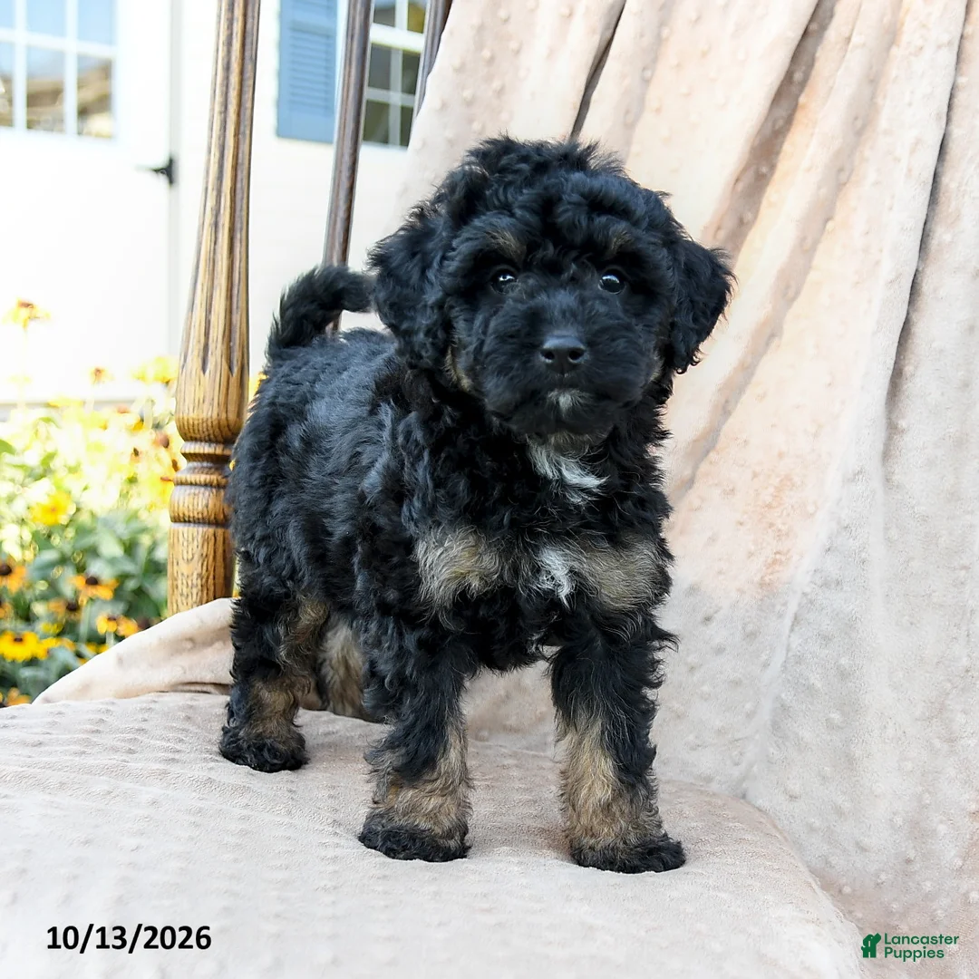 Mini Bernedoodle dogs for sale: Tracker - Ad 1