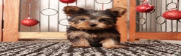 Yorkshire Terrier dogs for sale: Larry - Ad 4