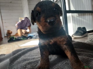 Airedale Terrier dogs Airedale Terrier Puppy 5 - Ad 2