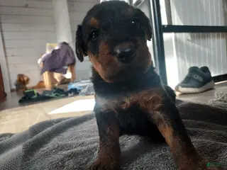 Airedale Terrier dogs Airedale Terrier Puppy 5 - Ad 9