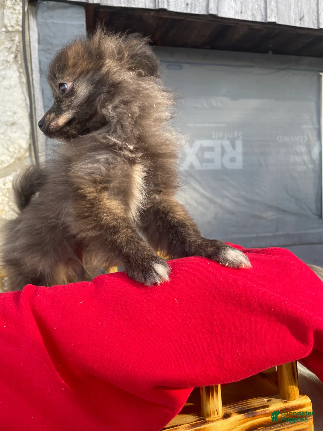 Pomeranian dogs for sale: Pomeranian Puppy 2 - Ad 2