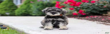Charlie
