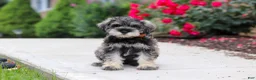 Miniature Schnauzer dogs for sale: Charlie - Ad 1