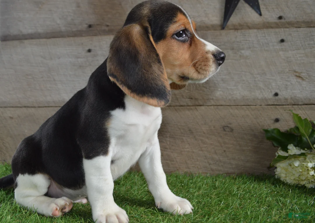 Beagle dogs for sale: Blue Eye Jack - Ad 2
