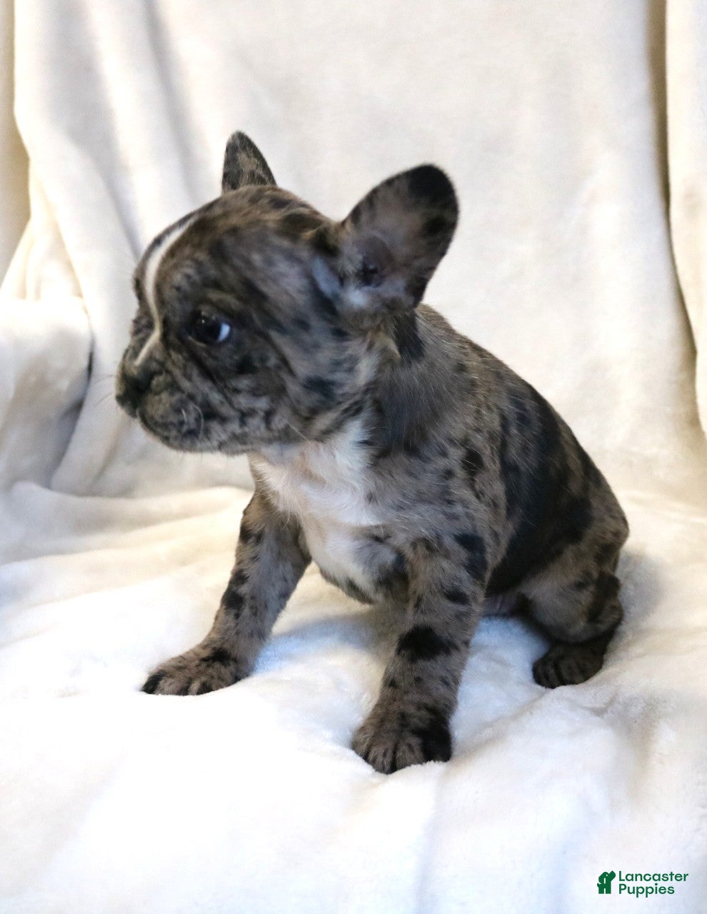 Frenchton dogs Cassie - Ad 2