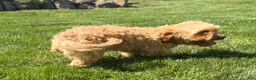 Cavapoo dogs for sale: Aiden - Ad 8