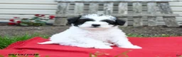 Schnoodle dogs for sale: Bandit - Ad 1