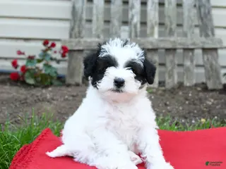 Schnoodle dogs for sale: Bandit - Ad 3