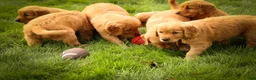 Golden Retriever dogs for sale: Rocco✨ - Ad 19
