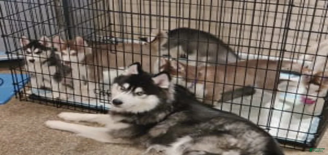 Gallery Image {{count}}