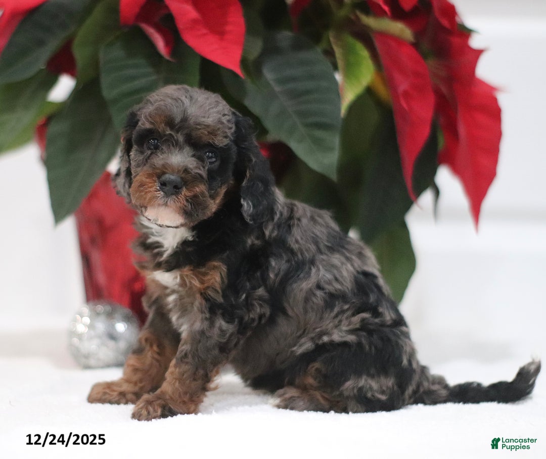 Cavapoo dogs for sale: Abby - Ad 1