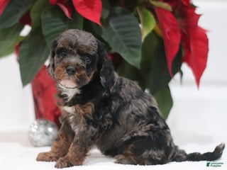 Cavapoo dogs Abby - Ad 29