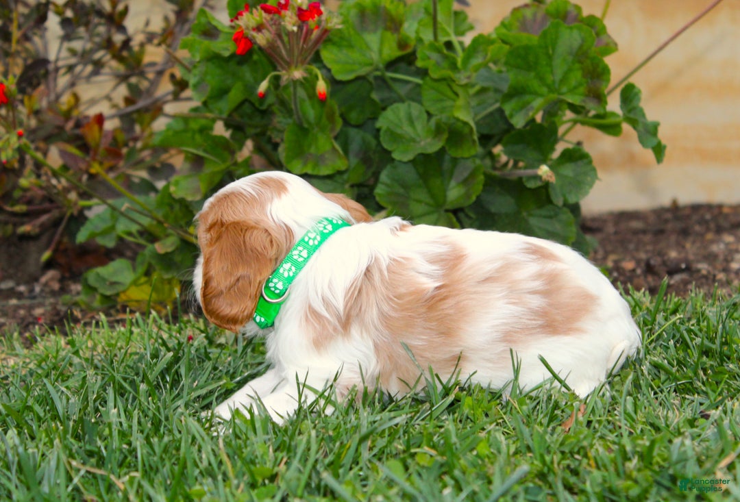 Cavalier King Charles Spaniel dogs for sale: Buddy - Genetic Tested Parents - Ad 12