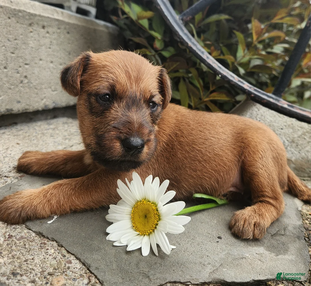 Irish Terrier dogs for sale: Rosy - Ad 2